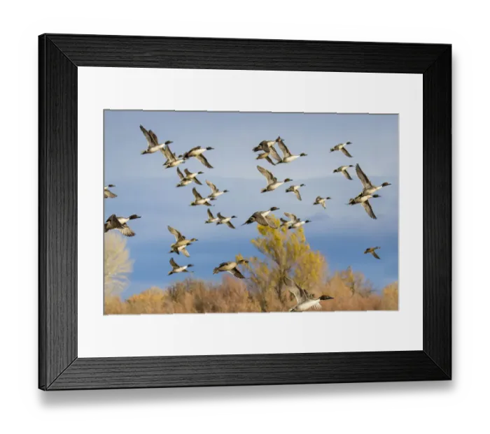 Framed Print : Pintails (Anas acuta) flock flying Framed Print : Pintails (Anas acuta) flock flying