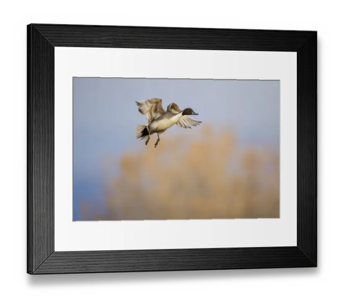 Framed Print : Northern Pintail (Anas acuta) duck landing