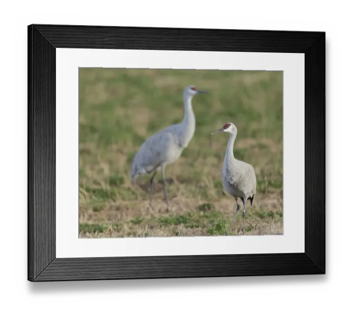 Framed Print : Sandhill cranes in field, Grus canadensis, Bosque del Apache National Wildlife Refuge Framed Print : Sandhill cranes in field, Grus canadensis, Bosque del Apache National Wildlife Refuge