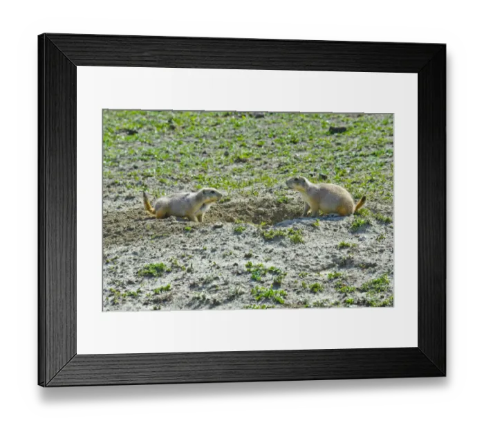 Framed Print : USA, North Dakota, Medora. Theodore Roosevelt National Park, South Unit, Prairie Dog Town Framed Print : USA, North Dakota, Medora. Theodore Roosevelt National Park, South Unit, Prairie Dog Town