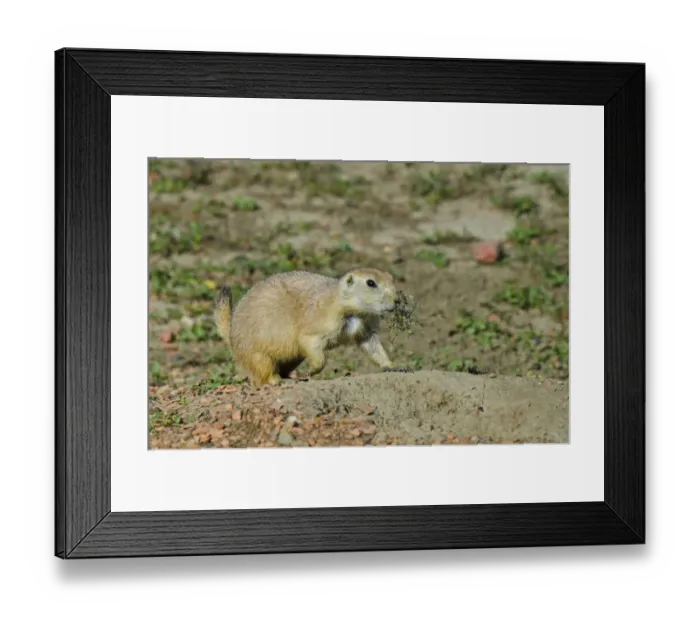 Framed Print : USA, North Dakota, Medora. Theodore Roosevelt National Park, South Unit, Prairie Dog Town Framed Print : USA, North Dakota, Medora. Theodore Roosevelt National Park, South Unit, Prairie Dog Town