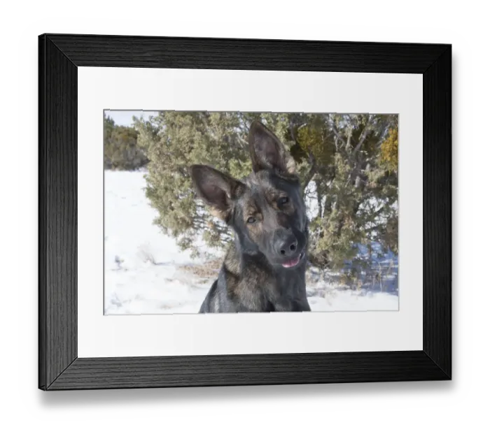 Framed Print : German Shepherd Framed Print : German Shepherd