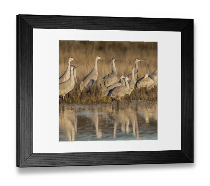 Framed Print : Sandhill cranes gathering before morning liftoff to feed, Grus canadensis, Bosque Framed Print : Sandhill cranes gathering before morning liftoff to feed, Grus canadensis, Bosque