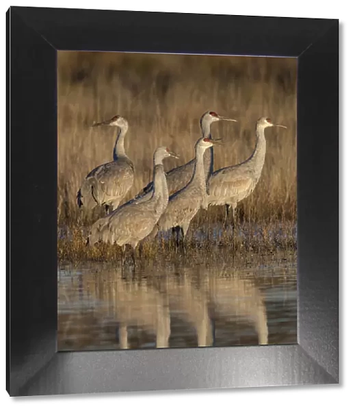 Sandhill cranes gathering before morning liftoff to feed, Grus canadensis, Bosque