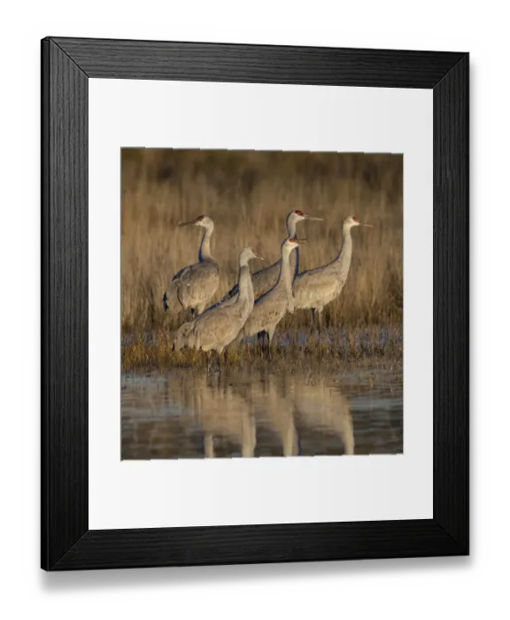 Framed Print : Sandhill cranes gathering before morning liftoff to feed, Grus canadensis, Bosque Framed Print : Sandhill cranes gathering before morning liftoff to feed, Grus canadensis, Bosque