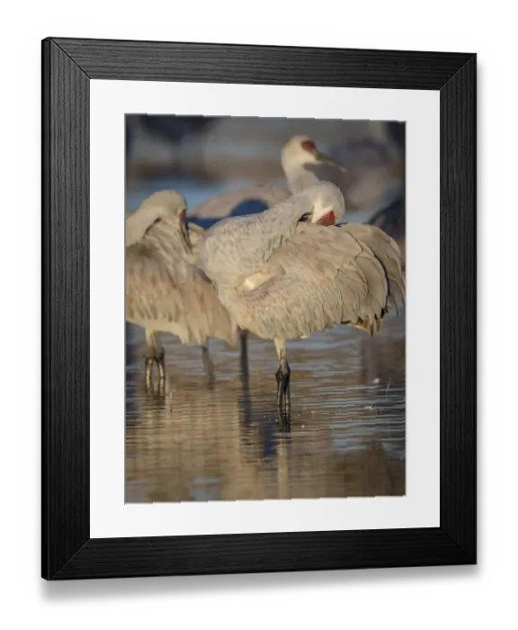 Framed Print : Morning preening at sunrise, sandhill cranes, Grus canadensis, Bosque del Apache