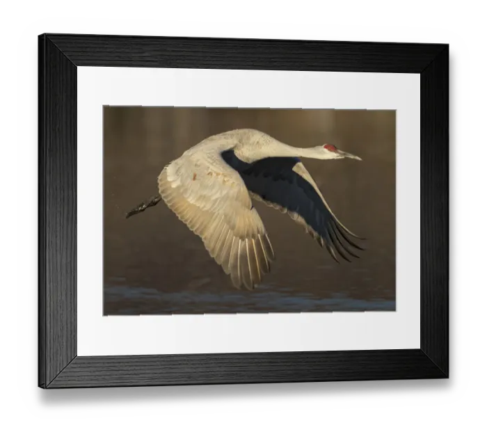 Framed Print : Sandhill crane flying, Grus canadensis, Bosque del Apache National Wildlife Refuge Framed Print : Sandhill crane flying, Grus canadensis, Bosque del Apache National Wildlife Refuge
