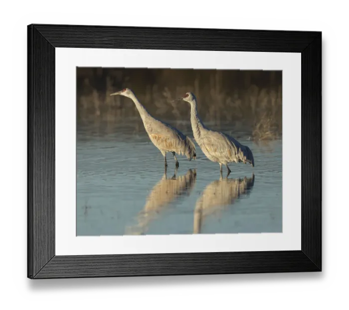 Framed Print : Sandhill cranes at dawn, Grus canadensis, Bosque del Apache National Wildlife Refuge
