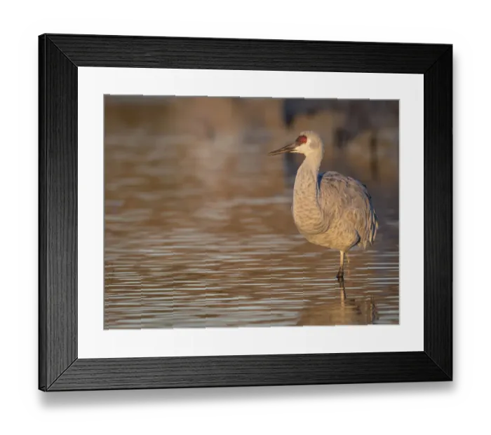 Framed Print : Sunrise, Sandhill cranes, Grus canadensis, Bosque del Apache National Wildlife Refuge Framed Print : Sunrise, Sandhill cranes, Grus canadensis, Bosque del Apache National Wildlife Refuge