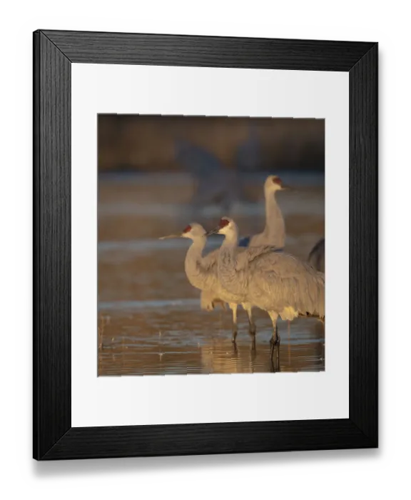 Framed Print : Sunrise, Sandhill cranes, Grus canadensis, Bosque del Apache National Wildlife Refuge