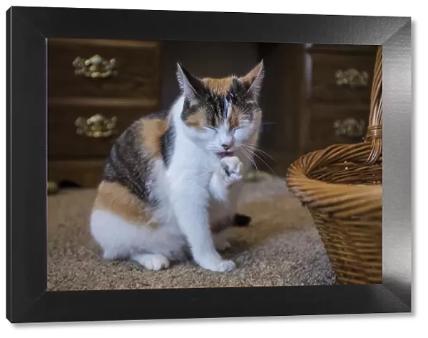 Calico cat cleaning her paw by licking it. (PR)