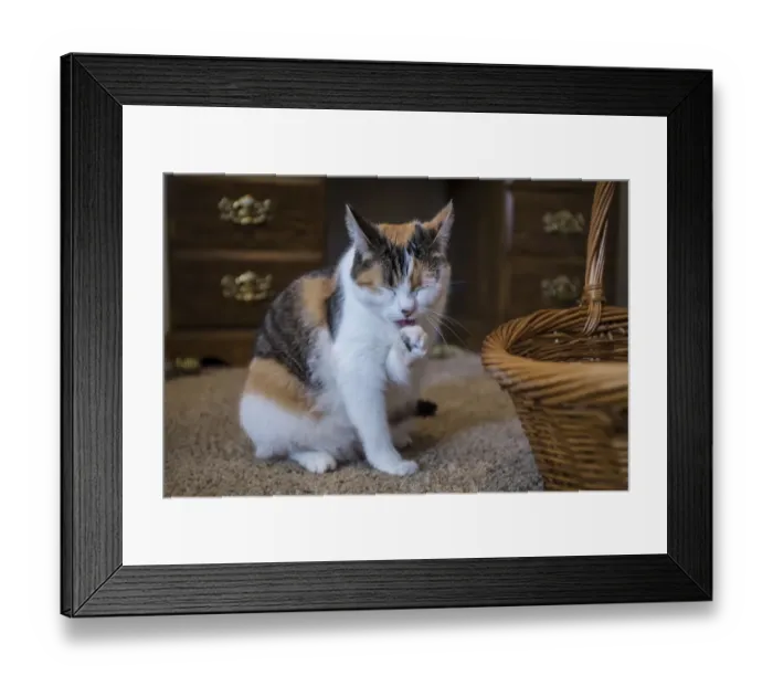 Framed Print : Calico cat cleaning her paw by licking it. (PR) Framed Print : Calico cat cleaning her paw by licking it. (PR)