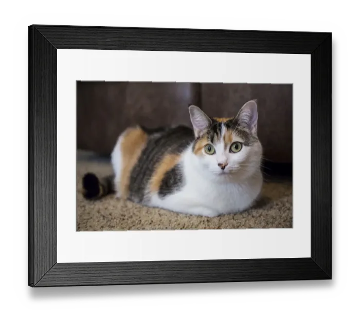 Framed Print : Calico cat relaxing on a carpeted floor. (PR) Framed Print : Calico cat relaxing on a carpeted floor. (PR)