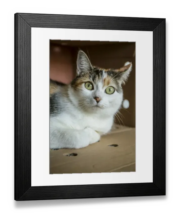Framed Print : Calico cat relaxing inside of her cardboard box hiding place. (PR) Framed Print : Calico cat relaxing inside of her cardboard box hiding place. (PR)