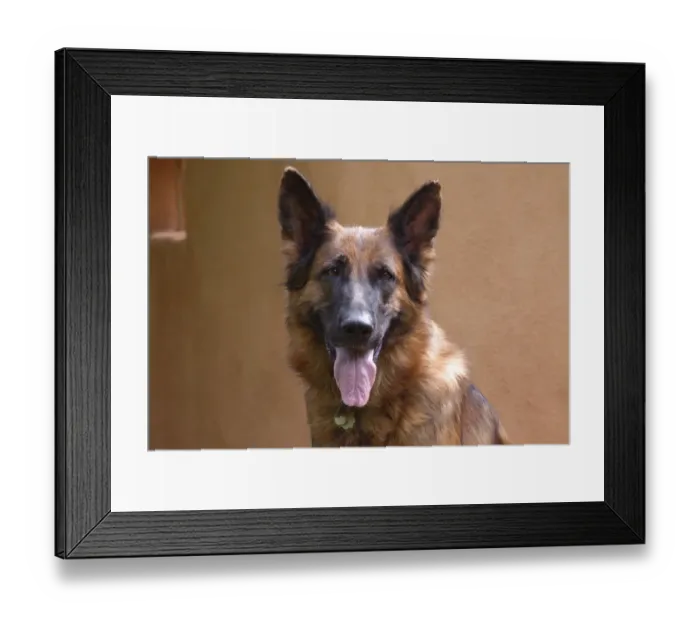 Framed Print : German Shepherd (PR) Framed Print : German Shepherd (PR)
