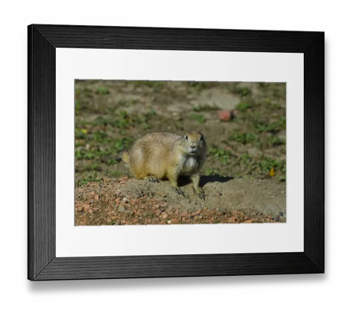 Framed Print : USA, North Dakota, Medora. Theodore Roosevelt National Park, South Unit, Prairie Dog Town Framed Print : USA, North Dakota, Medora. Theodore Roosevelt National Park, South Unit, Prairie Dog Town