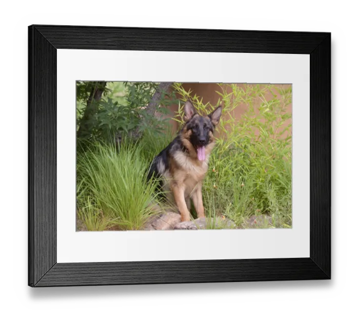 Framed Print : German Shepherd (PR) Framed Print : German Shepherd (PR)