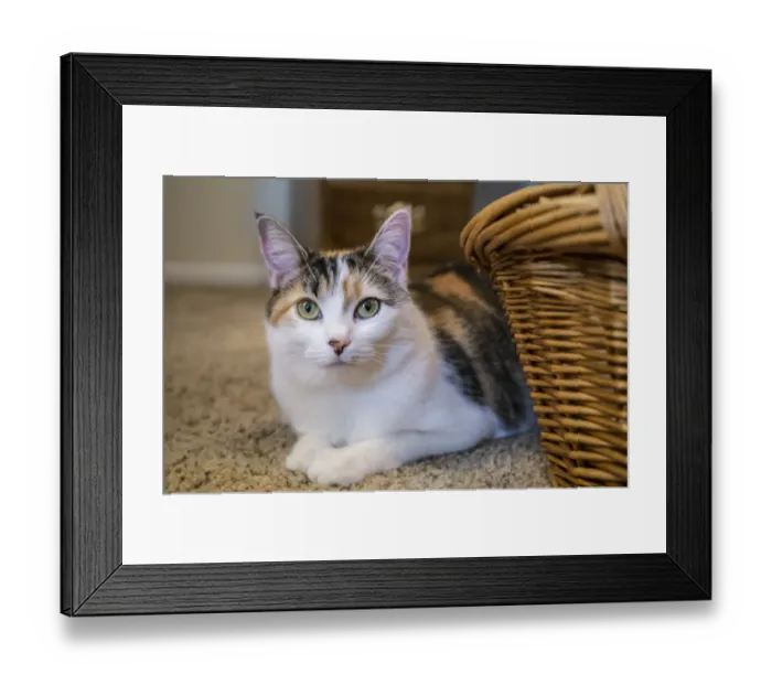Framed Print : Calico cat peeking out from behind a wicker basket, on a carpeted floor. (PR) Framed Print : Calico cat peeking out from behind a wicker basket, on a carpeted floor. (PR)