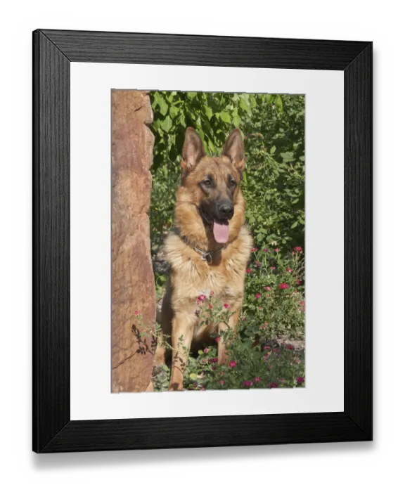 Framed Print : German Shepherd (PR) Framed Print : German Shepherd (PR)