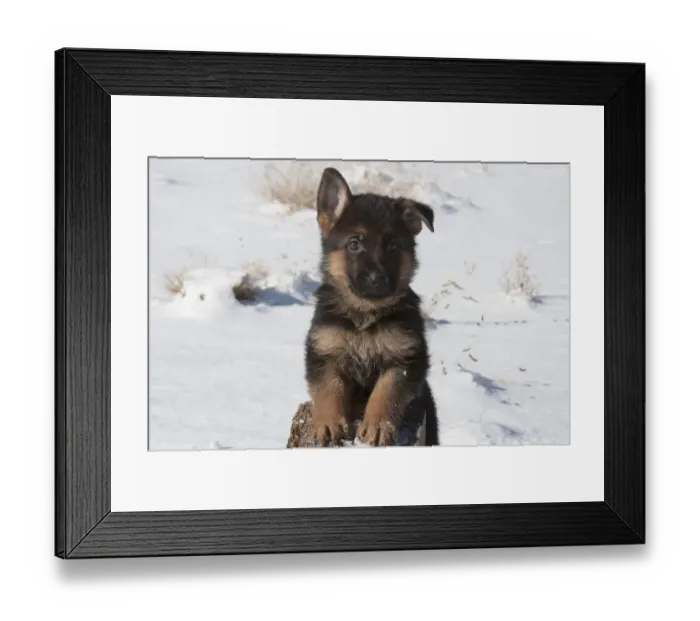 Framed Print : German Shepherd puppy Framed Print : German Shepherd puppy