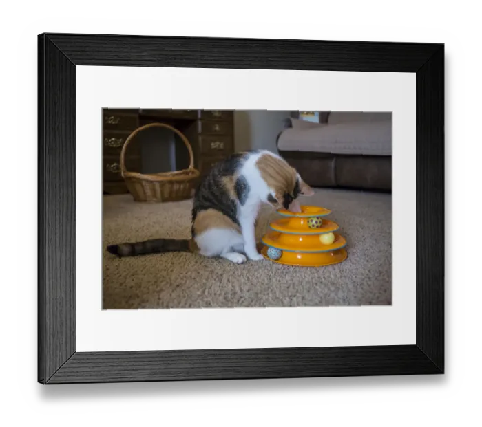 Framed Print : Calico cat using her paw to try to retrieve her favorite mouse toy that has fallen Framed Print : Calico cat using her paw to try to retrieve her favorite mouse toy that has fallen