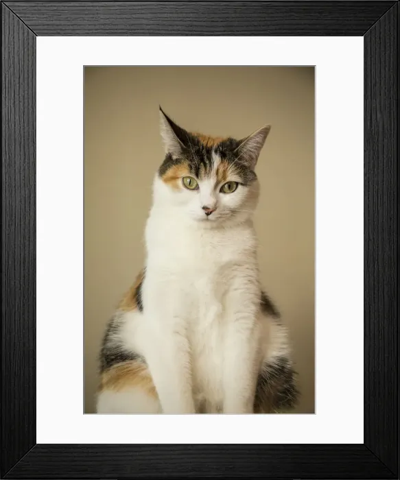 Framed Print : Calico cat sitting. (PR) Framed Print : Calico cat sitting. (PR)