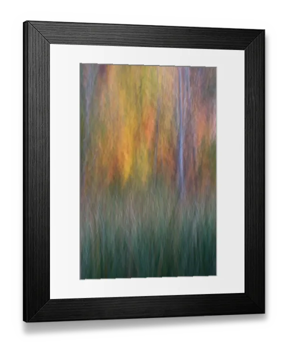 Framed Print : USA, New York State. Cattails and autumn trees Framed Print : USA, New York State. Cattails and autumn trees