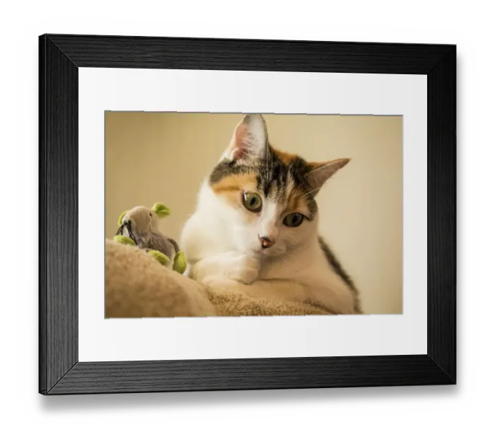Framed Print : Calico cat with her favorite mouse toy. (PR) Framed Print : Calico cat with her favorite mouse toy. (PR)