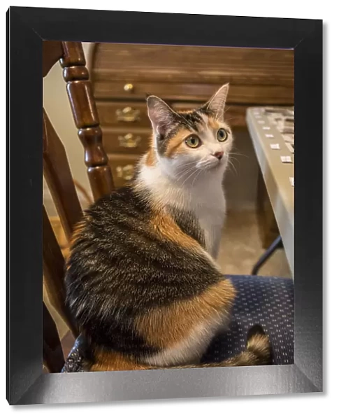 Calico cat wondering if she will be allowed to stay on the chair she has just hopped up onto