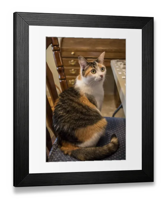 Framed Print : Calico cat wondering if she will be allowed to stay on the chair she has just hopped up onto Framed Print : Calico cat wondering if she will be allowed to stay on the chair she has just hopped up onto