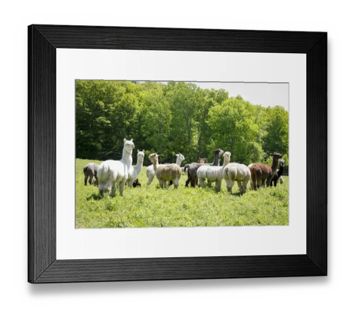 Framed Print : Alpaca Farm. Millbrook, New York, USA
