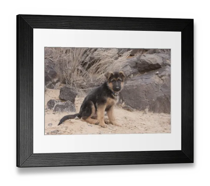 Framed Print : German Shepherd puppy (PR) Framed Print : German Shepherd puppy (PR)