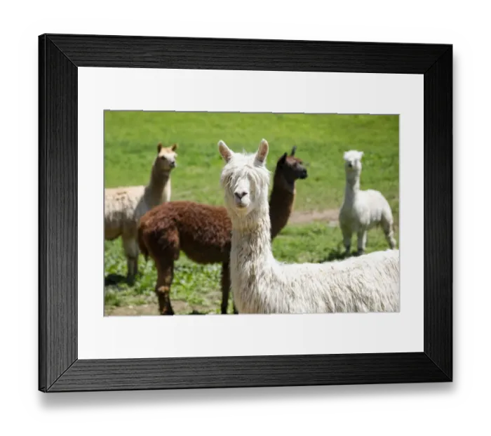 Framed Print : Alpaca Farm. Millbrook, New York, USA Framed Print : Alpaca Farm. Millbrook, New York, USA
