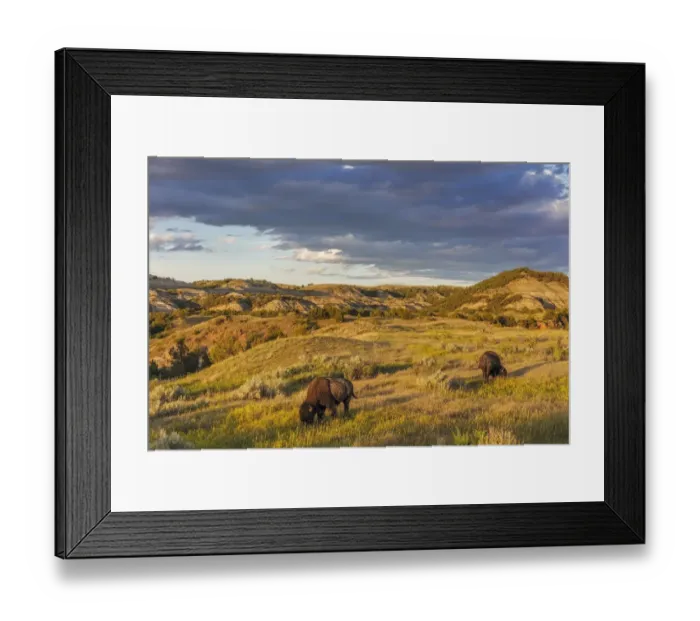 Framed Print : Bison grazing in badlands in Theodore Roosevelt National Park, North Dakota, USA