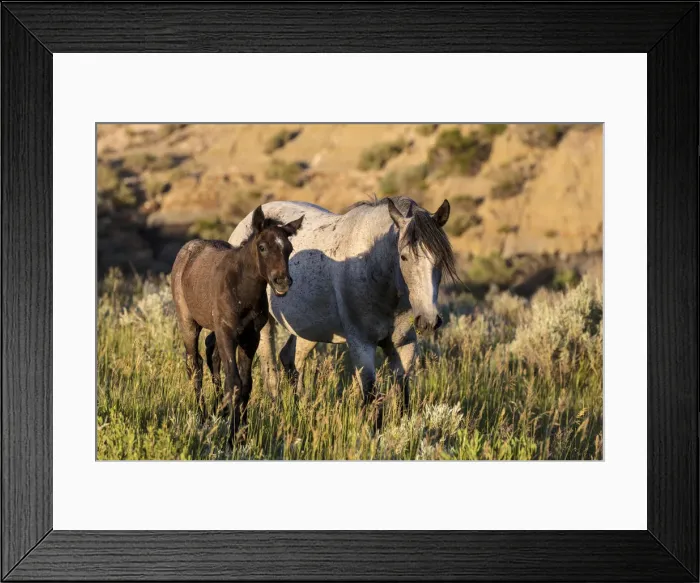 Framed Print : Wild horses in Theodore Roosevelt National Park, North Dakota, USA Framed Print : Wild horses in Theodore Roosevelt National Park, North Dakota, USA