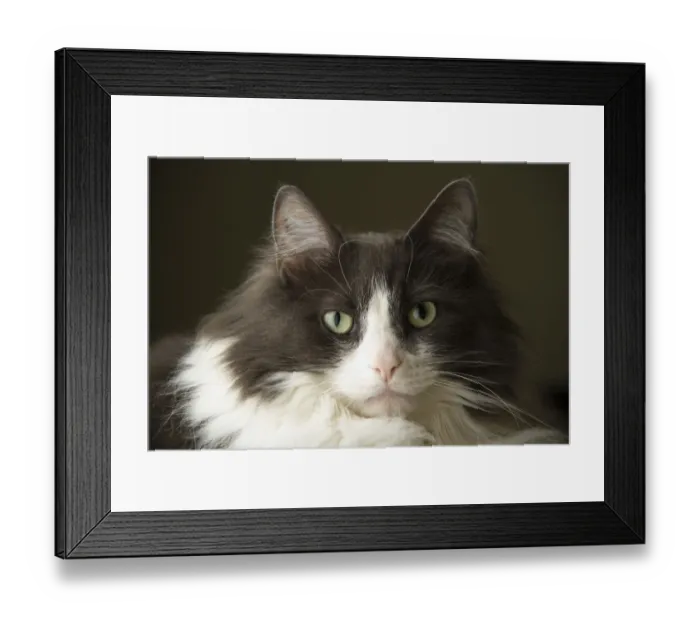 Framed Print : Portrait of a cat, staring intensely. (PR) Framed Print : Portrait of a cat, staring intensely. (PR)