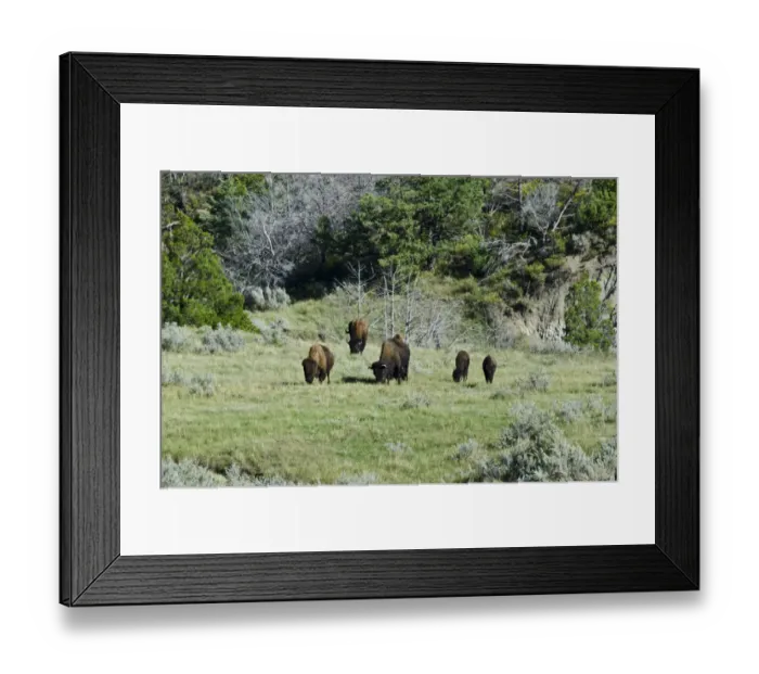 Framed Print : USA, North Dakota, Medora. Theodore Roosevelt National Park, South Unit, Bison Grazing Framed Print : USA, North Dakota, Medora. Theodore Roosevelt National Park, South Unit, Bison Grazing