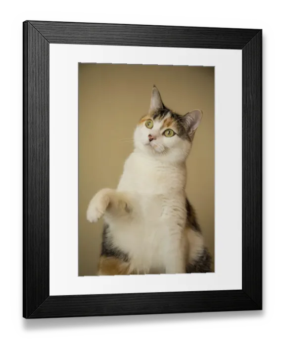 Framed Print : Calico cat getting ready to swat at a toy. (PR)