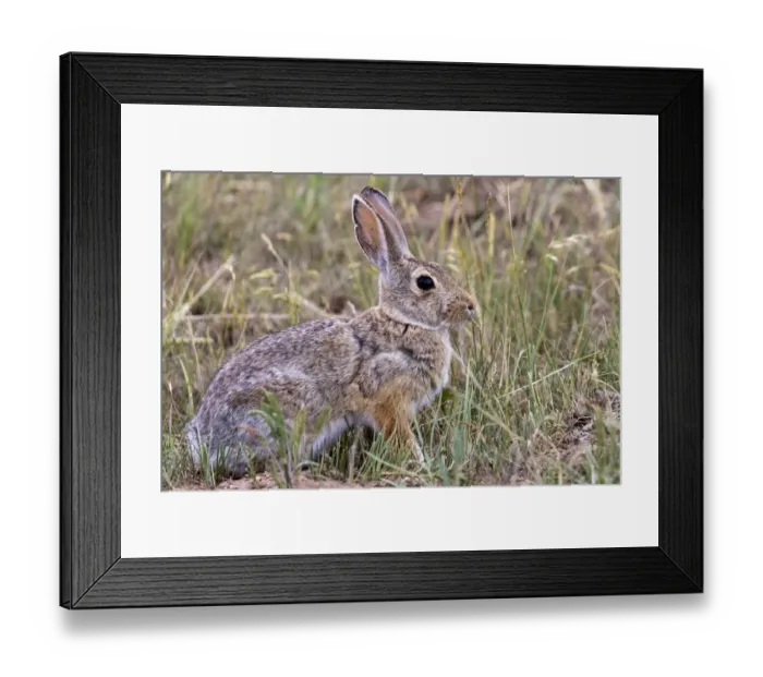 Framed Print : Eastern cottontail rabbit in Theodore Roosevelt National Park, North Dakota, USA Framed Print : Eastern cottontail rabbit in Theodore Roosevelt National Park, North Dakota, USA