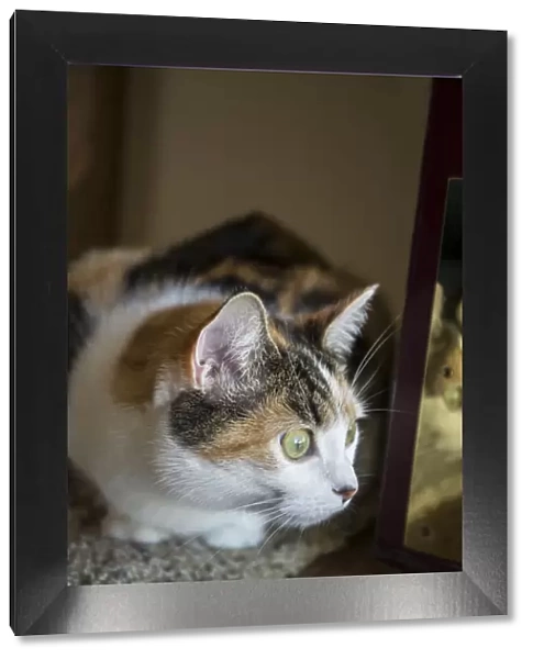 Calico cat curiously peeking around the front door, looking at what is going on outside