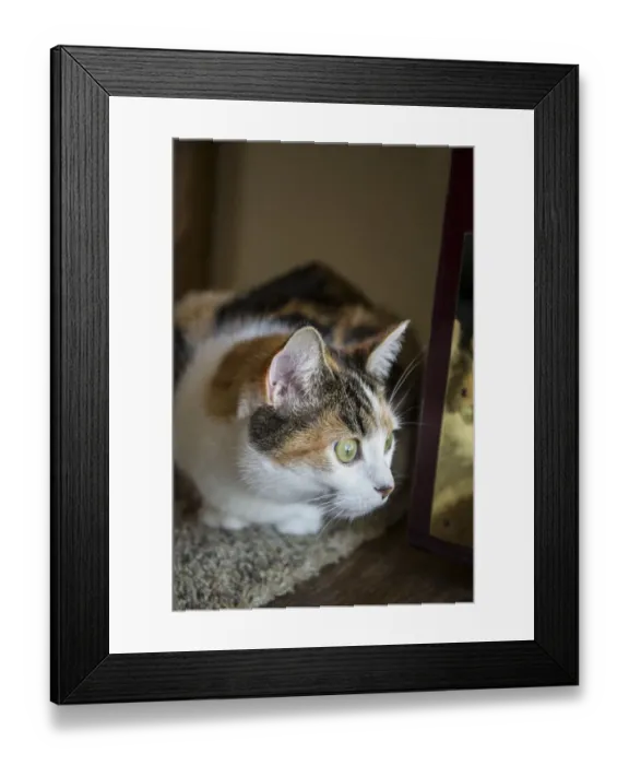 Framed Print : Calico cat curiously peeking around the front door, looking at what is going on outside Framed Print : Calico cat curiously peeking around the front door, looking at what is going on outside