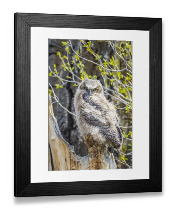 Framed Print : USA, Wyoming, Sublette County. Pinedale, Great Horned owl chick sitting on the edge Framed Print : USA, Wyoming, Sublette County. Pinedale, Great Horned owl chick sitting on the edge