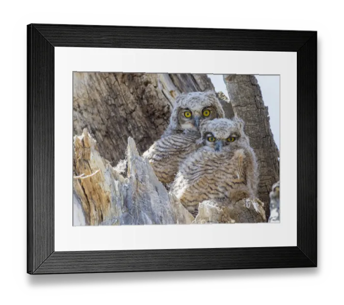 Framed Print : USA, Wyoming, Sublette County. Two Great Horned Owl chicks sitting on the edge of