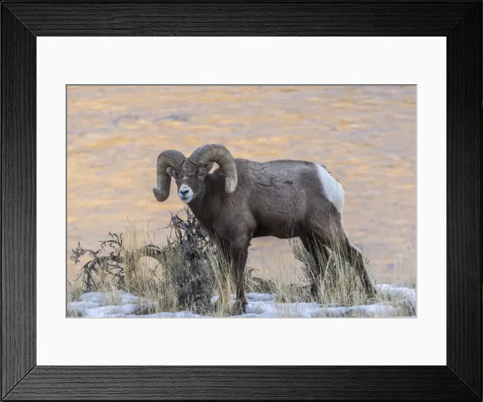 Framed Print : USA, Montana, Paradise Valley. Bighorn ram and Yellowstone River Framed Print : USA, Montana, Paradise Valley. Bighorn ram and Yellowstone River