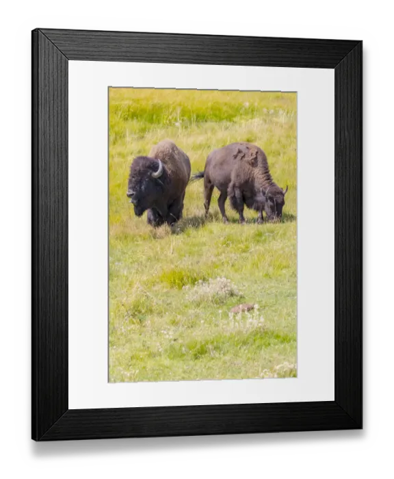 Framed Print : USA, Wyoming, Yellowstone National Park. Two buffalo in grassy field Framed Print : USA, Wyoming, Yellowstone National Park. Two buffalo in grassy field
