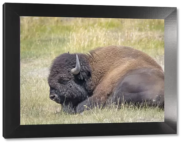 USA, Wyoming, Yellowstone National Park. Resting buffalo close-up