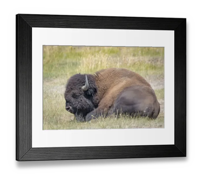 Framed Print : USA, Wyoming, Yellowstone National Park. Resting buffalo close-up Framed Print : USA, Wyoming, Yellowstone National Park. Resting buffalo close-up