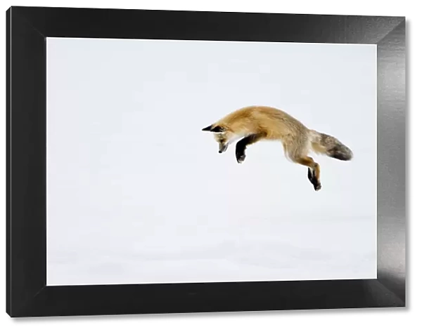 USA, Yellowstone National Park, Wyoming. A red fox leaps for his prey hiding under the snow