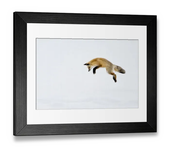 Framed Print : USA, Yellowstone National Park, Wyoming. A red fox leaps for his prey hiding under the snow Framed Print : USA, Yellowstone National Park, Wyoming. A red fox leaps for his prey hiding under the snow
