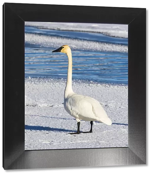 USA, Wyoming, Jackson Hole, Flat Creek. Adult Trumpeter Swan standing on a frosty